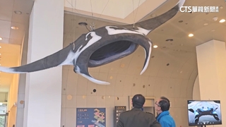 基隆海科館巨型標本！　展示「海中魔毯」鬼蝠魟