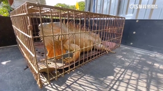 「獵龍訓練班」開課了　里長：業務繁忙不會報名