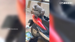 車廂物品遭丟棄！　動物園巡邏機車淪獼猴覓食目標