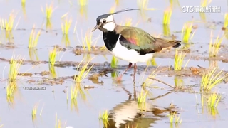 有機耕作幫助大　「天線寶」小辮鴴避冬創新高