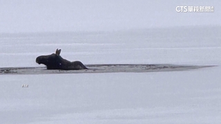 美國紐約冰天雪地！　麋鹿跌入結冰湖幸獲救