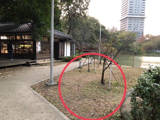 「斷頭貓屍」驚現新竹公園！　路過民眾當場嚇哭