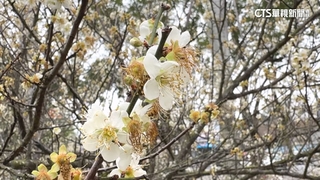 賞梅祕境！　南投警局內「飄雪」　想看得拿證件登記