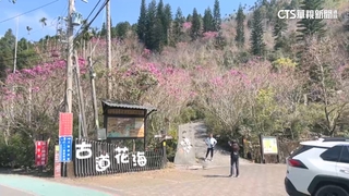 梅嶺不受地震影響　遊客上山賞花嚐梅子雞
