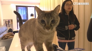 一天出動逾10次　「到府寵物保母」春節假期好忙