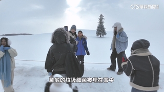觀光潮惹民怨　北海道白樺林因違規闖入被砍光