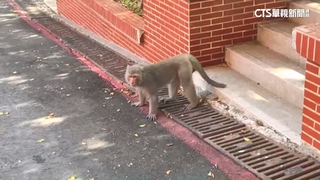 虛驚！中山大學爆宿舍外開槍　學生：管理員空氣槍趕猴