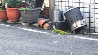 驚呆！綠鬣蜥把遮雨棚當樂園　鑽鐵窗躲進民宅