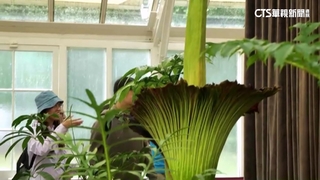 雪梨「屍花」暌違15年盛開　逾5萬人朝聖「聞臭」