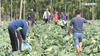 「改種稻」高麗菜田開放自採每顆20元　有人專程南下