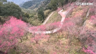 初三走春！　苗栗協雲宮千株櫻花開　三代同賞櫻