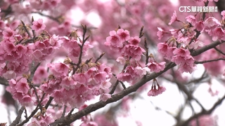 初三走春賞花去！　陽明山「最美櫻花巷」擠滿人潮