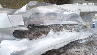費時八年雙邊協商　台灣龍虎斑成功進軍日本