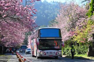 週末寒流影響恐降雪　武陵賞櫻專車5條路線2/8、9暫停服務