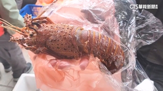 捐血送千元龍蝦！　民眾挽袖熱捐　贈品多到雙手不夠拿