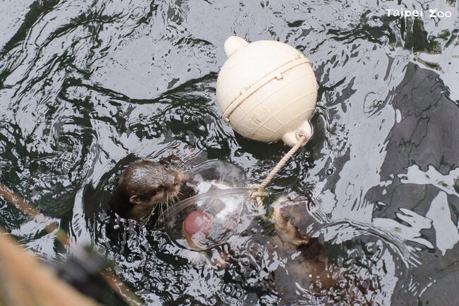 另類塑膠湯圓？海廢浮球變玩具！　北市動物園與海洋保育署攜手提升動物福祉 | 華視新聞