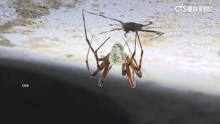 歐洲發現「喪屍真菌」　操控宿主到孢子易傳播地