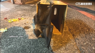 一級保育類「狐蝠」撞民宅鐵門　疑頭部有遭攻擊傷送醫