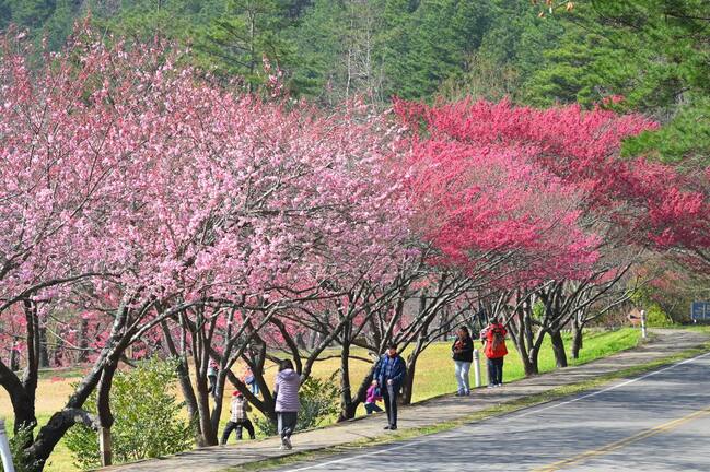 武陵農場櫻花季延長至3/2！國光客運加開賞櫻專車 | 華視新聞