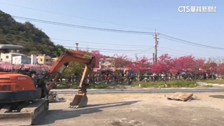 工地鐵皮圍籬被迫入鏡　泰安櫻花季拍照「拚技術」