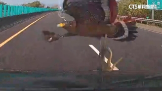 「老鷹抓蛇」迎面撞轎車擋風玻璃　駕駛驚呼嚇出冷汗