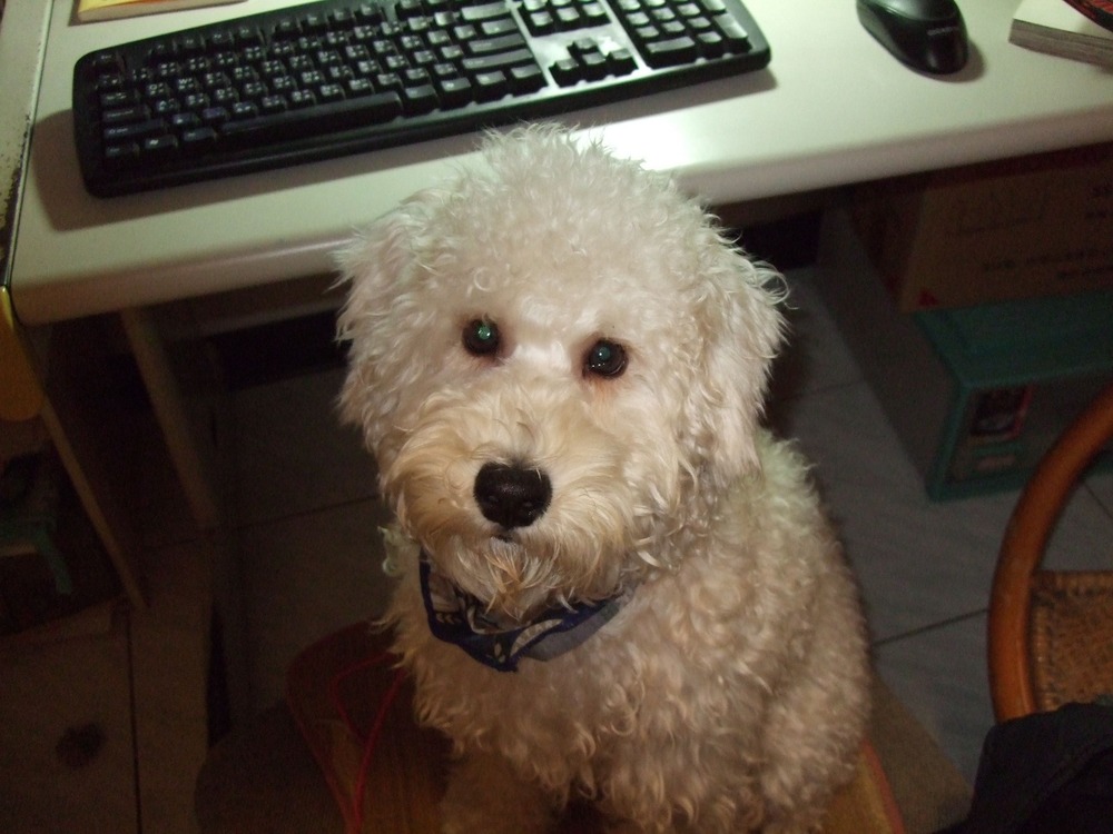 圖／翻攝自「老狗老貓照顧、看護討論社團」臉書社團