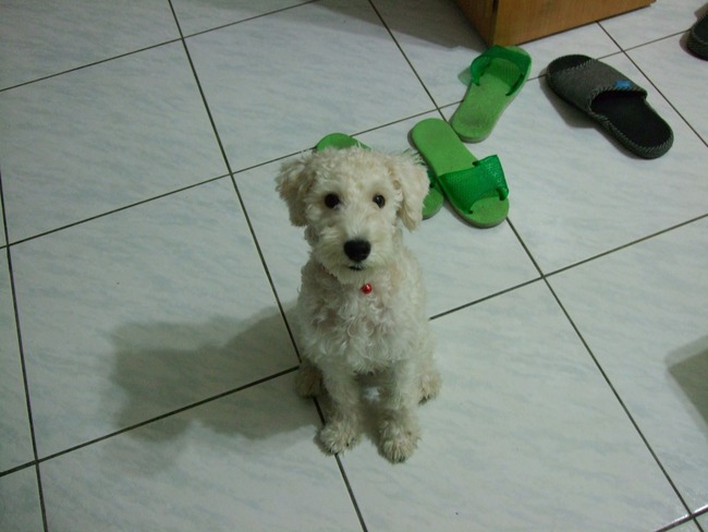 「懸賞30萬」尋走失15年愛犬　嘉義飼主公布特徵盼重逢 | 華視新聞