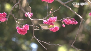 賞櫻地圖攻略曝！　中正紀念堂櫻花開　遊客出遊搶拍照