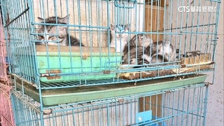 家中還有16隻！小黃運將棄7幼貓屍體　遭逮辯「沒施虐」