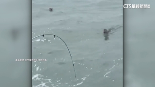 釣魚驚見2水獺游泳　民眾笑：金門釣的不是魚