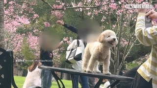 失格客狂搖樹枝拍「櫻吹雪」　業者心痛：加強巡邏.勸阻