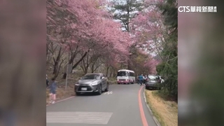 武陵農場結束管制首日　賞櫻人車爆量亂象多