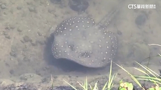 澄清湖出現黑帝王魟　疑遭遺棄.最貴時期每隻20萬元