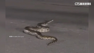 大馬路深夜竄出3米長巨蟒　騎士沒閃過輾壓慘摔！