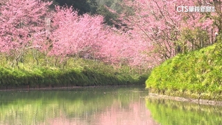 繁花似錦！杉林溪「櫻花河岸」　埔里有「紫瀑花廊」