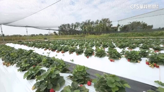 天寒兩樣情！草莓產季延長　甘藷黃化萎縮衝擊產量