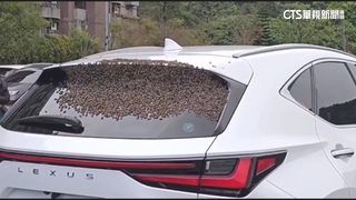 休旅車變「移動式蜂巢」　後擋風玻璃遭蜂群攻陷