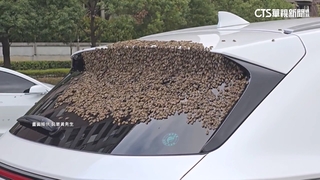 擋「蜂」玻璃？　轎車後方聚集上千蜜蜂　民眾嚇壞
