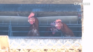 雇主殺員工！　養雞場案凶嫌故佈疑陣　營造意外想脫罪