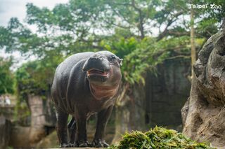 侏儒河馬Thabo來台4個月病逝　北市動物園曝：把食物全咬開確認沒藥才吃
