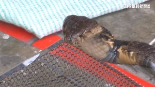 台南7旬農夫被眼鏡蛇咬傷　施打6支血清搶命