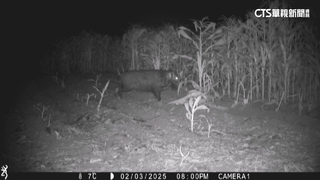 山豬肆虐苗栗玉米園損失慘　百大青農盼政府加強防範