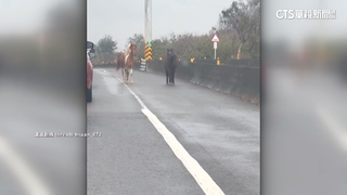 西濱快速道路驚見4馬狂奔！　警追查飼主將開罰