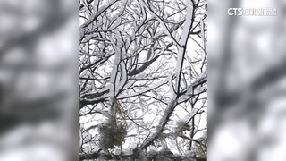 太平山清晨0度現霧淞　林保署：有機會降雪