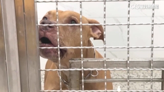 比特犬Lucky遭沒入第一晚　傳情緒緊張不吃喝