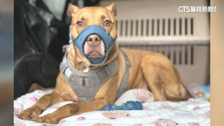 2021年咬死飼主友人　比特犬「尖石」今由私人狗園代養