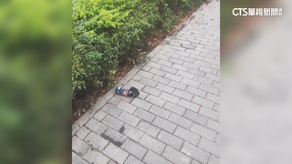 疑感情糾紛當街追打　警鎖定2犯嫌追緝中