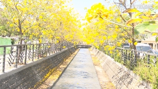 黃花風鈴木盛開　彰化八堡圳廊道黃色花海美超夢幻