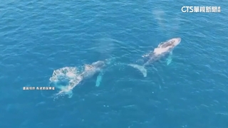 2隻大翅鯨八仙洞外海露臉　空拍機拍下噴氣.揮鰭模樣