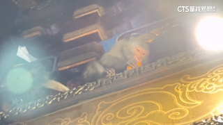 猴子大鬧天宮！　偷供品.亂丟香蕉皮　廟方籲：顧好隨身物品